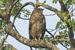 Ketupa zeylonensis