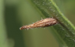 macro photo of a brown R. clarkei leaf gall