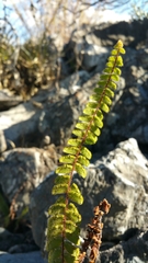 Adiantum hirsutum
