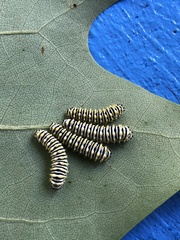 Callosamia angulifera