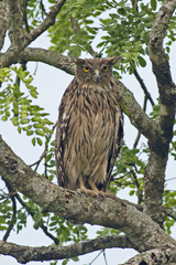 Ketupa zeylonensis