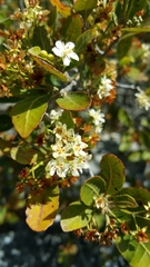 Dombeya apikyensis