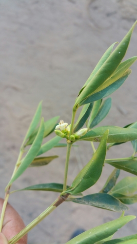 Tricalysia cryptocalyx image