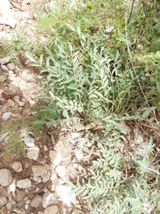 Astragalus lotiflorus