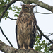 Brown Fish-Owl - Photo (c) Vijay Anand Ismavel, some rights reserved (CC BY-NC-SA), uploaded by Dr. Vijay Anand Ismavel MS MCh
