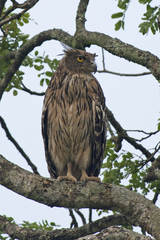 Ketupa zeylonensis