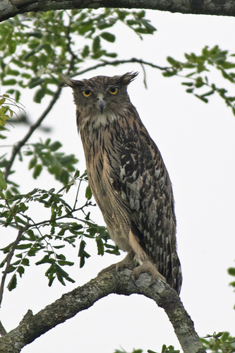 Ketupa zeylonensis