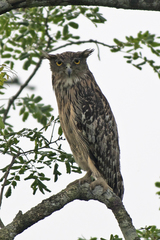 Ketupa zeylonensis
