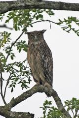 Ketupa zeylonensis