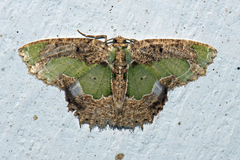 Eucyclodes discipennata