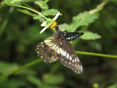 Catasticta flisa briseis