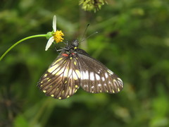Catasticta flisa briseis
