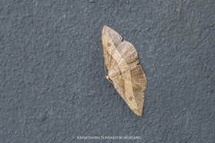Hypochrosis hyadaria