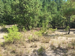 Dichanthelium consanguineum