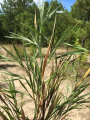 Dichanthelium consanguineum