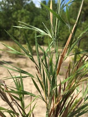 Dichanthelium consanguineum