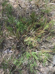 Dichanthelium consanguineum