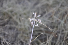 Allium flavum tauricum