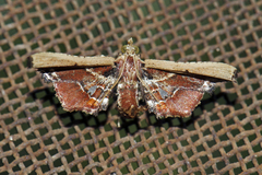 Pyralinae