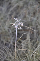 Allium flavum tauricum
