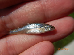 Notropis stramineus