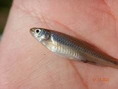 Notropis stramineus