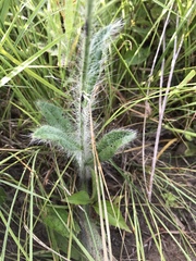 Hieracium longipilum