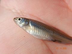 Notropis stramineus