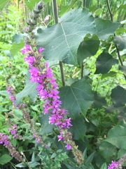 Lythrum salicaria