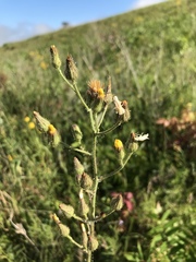 Hieracium longipilum