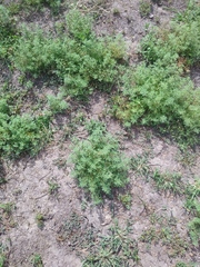Leucospora multifida