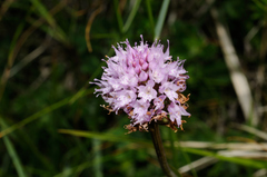 Traunsteinera globosa