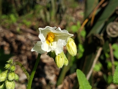 Solanum maglia