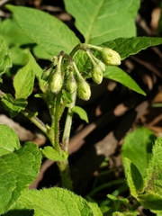 Solanum maglia