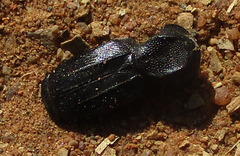 Lecanoderus