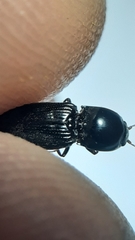 Cardiophorinae