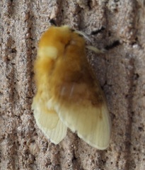 Megalopyge bissesa