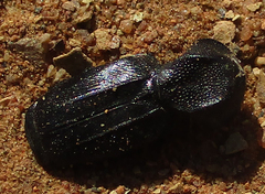 Lecanoderus