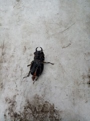 Lucanus barbarossa