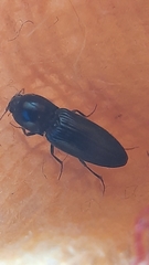 Cardiophorinae