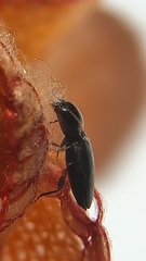 Cardiophorinae