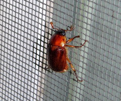 Cyclocephala borealis