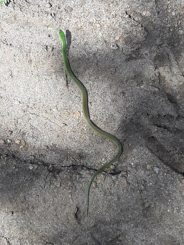 Photo of a Crown Ground Snake (Erythrolamprus viridis)