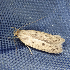 Hofmannophila pseudospretella