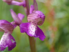 Anacamptis morio picta