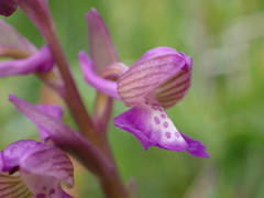 Anacamptis morio picta