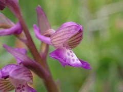Anacamptis morio picta