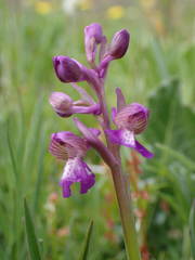 Anacamptis morio picta