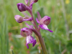 Anacamptis morio picta