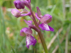 Anacamptis morio picta